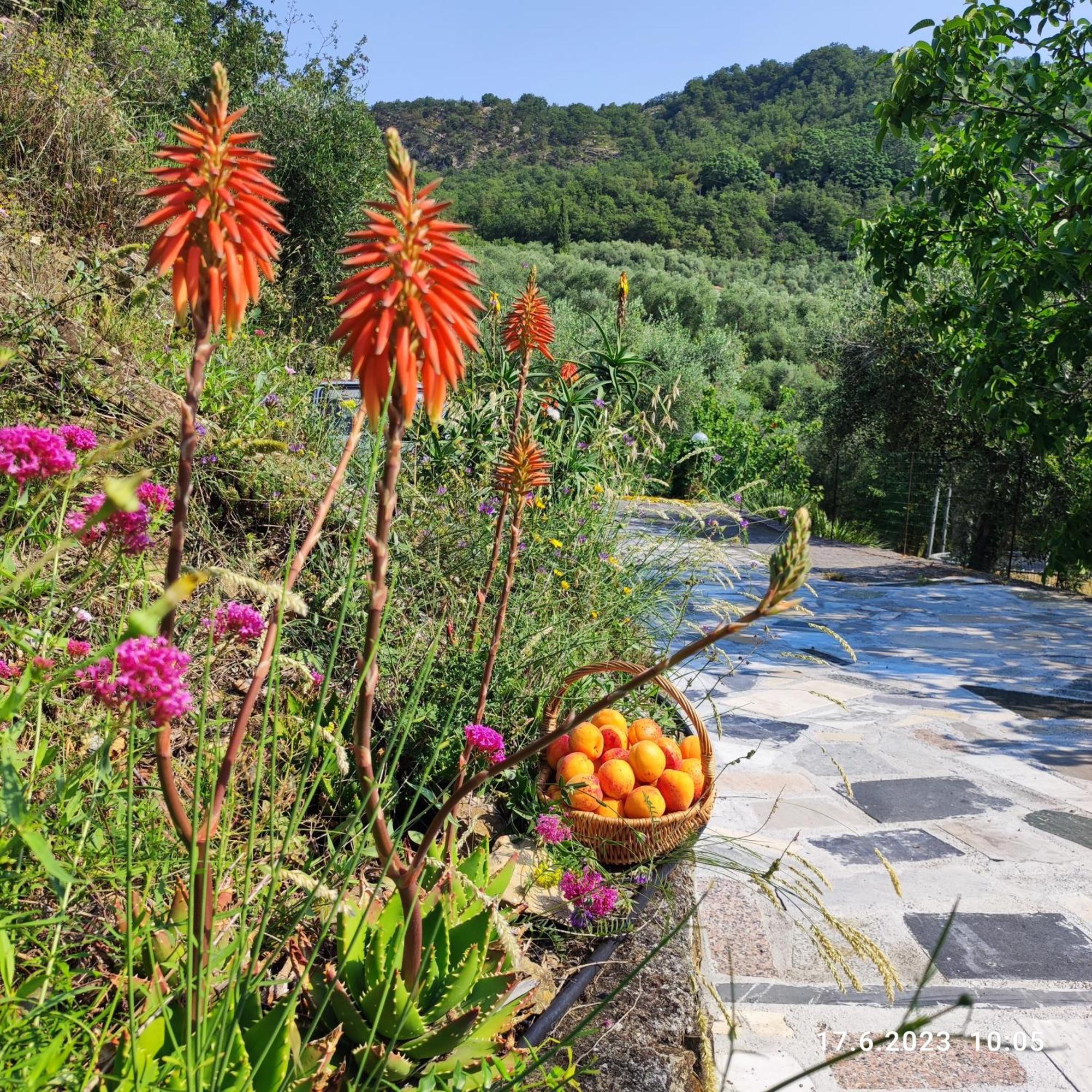 Villa Berio Due - Tuija Villa Viani Bagian luar foto
